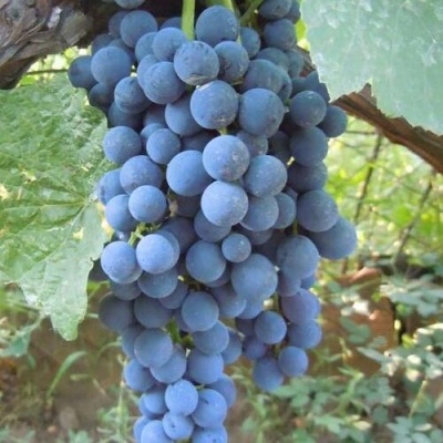Виноград ВЕНУС в Саранске