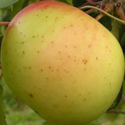Яблоня БАНАНОВОЕ в Саранске