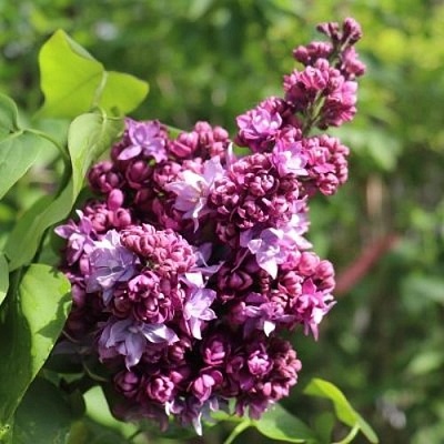 Сирень МАРШАЛ МАЛИНОВСКИЙ в Саранске