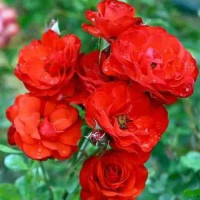 Роза ФАЙЕР КИНГ спрей  в Саранске