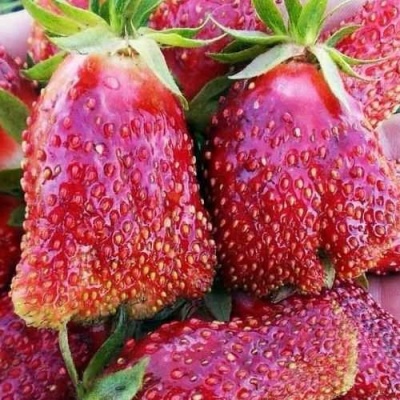 Клубника КУПЧИХА в Саранске