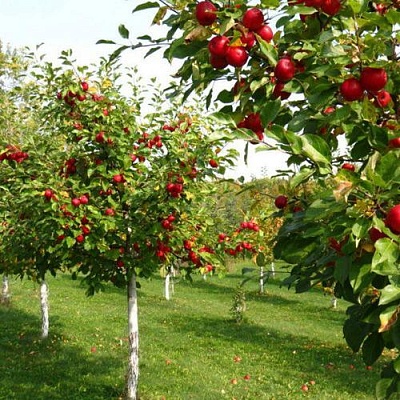Плодовые деревья в Саранске