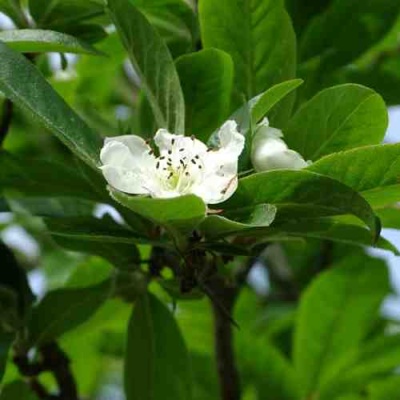МУШМУЛА  в Саранске