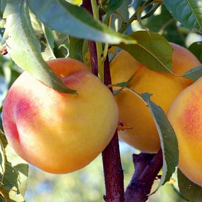 Персики в Саранске