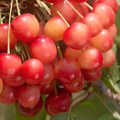 Черешня ЮЛИЯ в Саранске