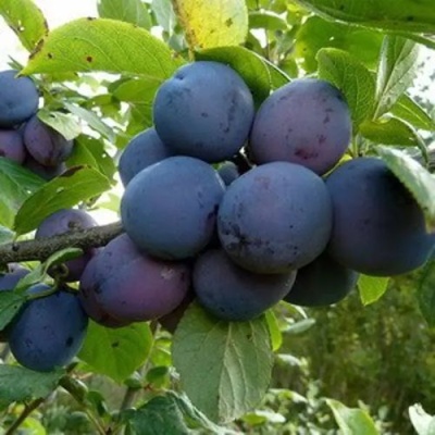 Слива КРОМАНЬ в Саранске