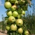 Яблоня БОЛЕРО колонновидная в Саранске
