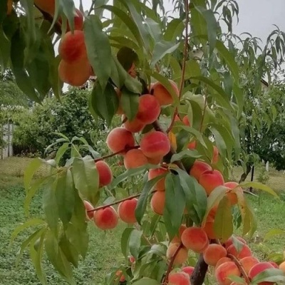 Персик ВУЛКАН в Саранске