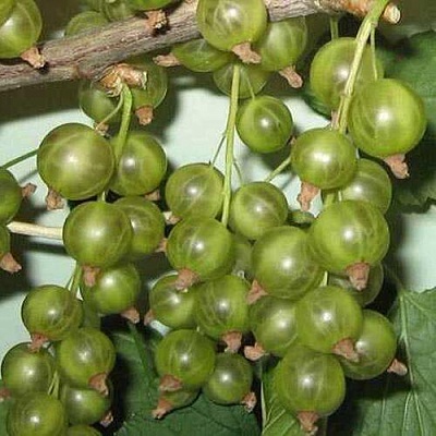 Смородина зеленоплодная ВЕРТИ в Саранске