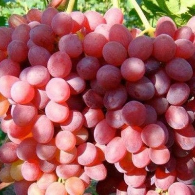 Виноград КИШМИШ КРАСНЫЙ в Саранске