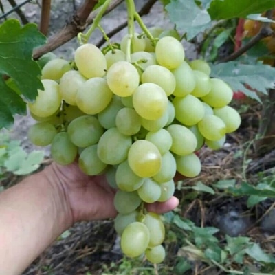 Виноград ВАНЮША в Саранске