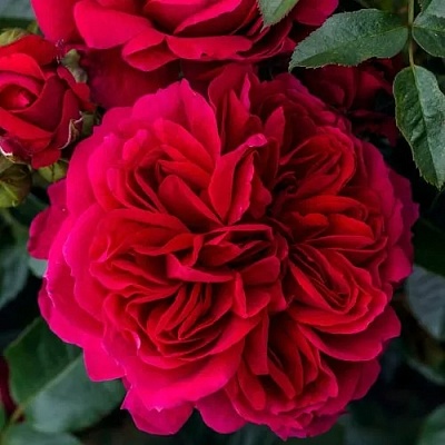 Роза СОУЛ шраб  в Саранске