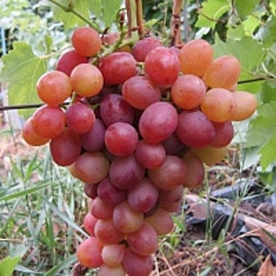 Виноград ЛИВИЯ в Саранске