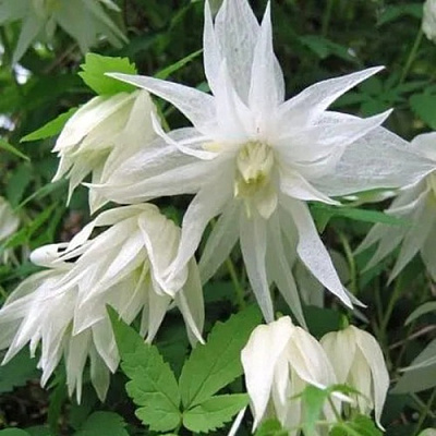 Княжик АЛЬБИНА ПЛЕНА белый махровый в Саранске