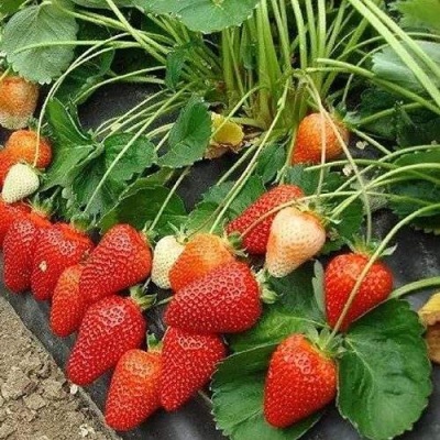 Клубника РОКСАНА в Саранске