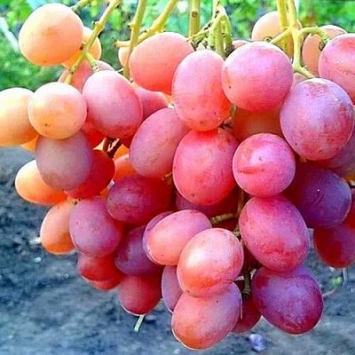 Виноград АНЮТА в Саранске
