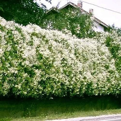 Фаллопия Фаллопия в Саранске
