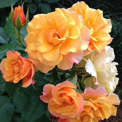 Роза ТЕКИЛА флорибунда  в Саранске