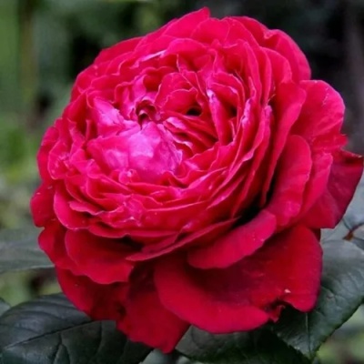Роза 4 ВЕТРОВ флорибунда  в Саранске