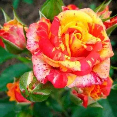 Роза ФАЙЕР ФЛЕШ спрей в Саранске