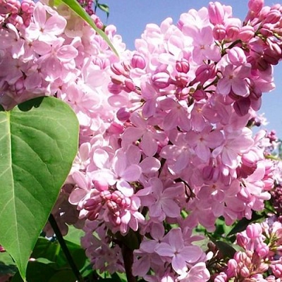 Сирень АДЕЛИНА в Саранске