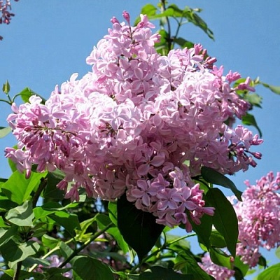 Сирень БУФФОН в Саранске