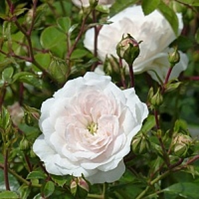 Роза СВАНИ почвопокровная в Саранске