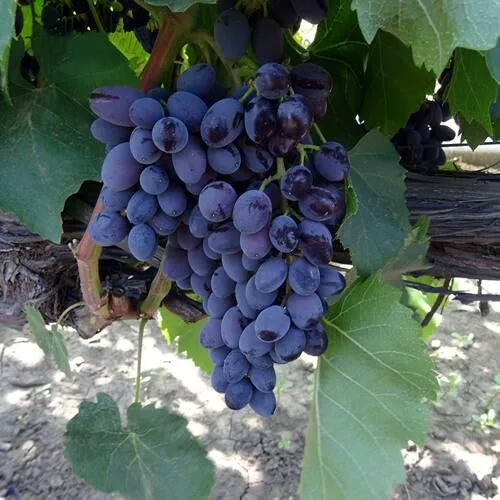 Виноград ЮПИТЕР в Саранске