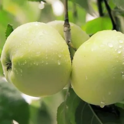Саженцы яблони оптом в Саранске