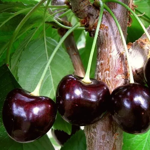 Черешня ДОНЕЦКИЙ УГОЛЁК в Саранске