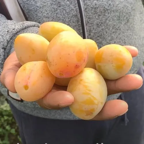 Слива ЯХОНТОВАЯ в Саранске