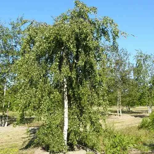 Береза повислая в Саранске