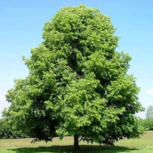 Липа мелколистная в Саранске