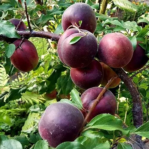Шарафуга БЕЛЛА РОЯЛЬ в Саранске