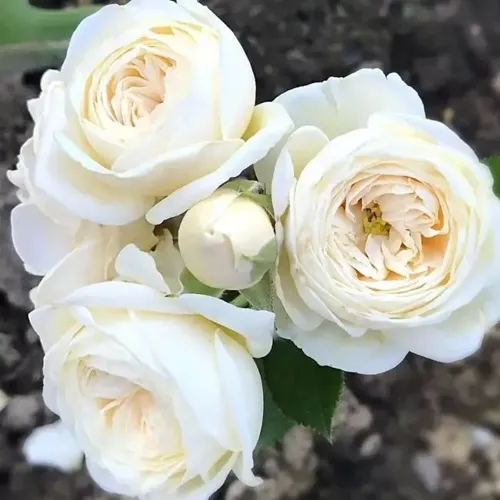Роза АРТЕМИС шраб в Саранске