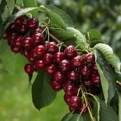 Саженцы вишни оптом в Саранске