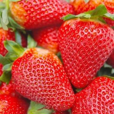 Клубника АЛЬБИОН ремонтантная купить в Саранске недорого, цена